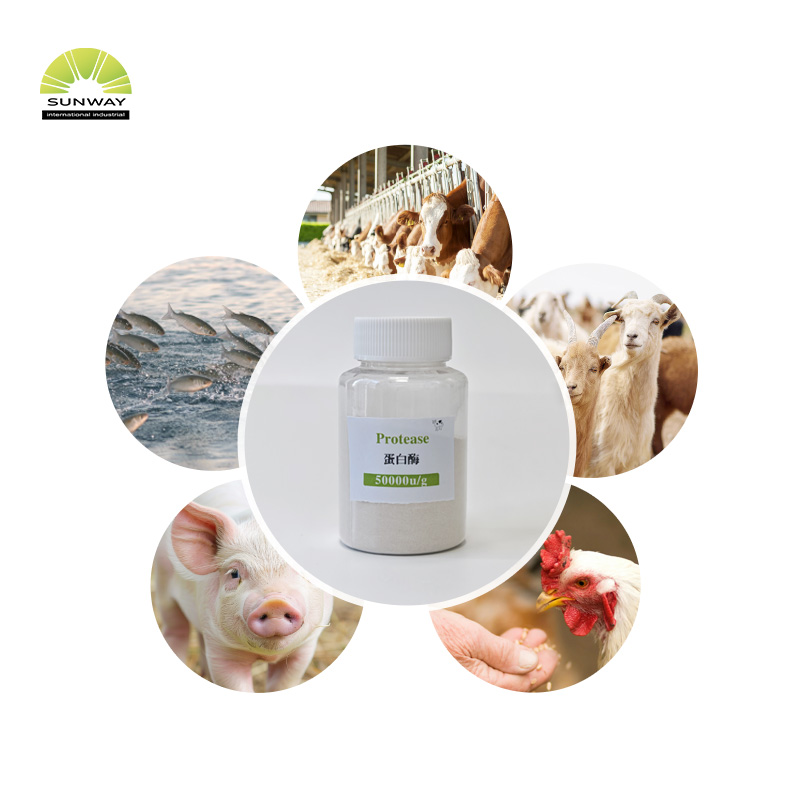 مصنع توريد تغذية الصف الغذاء الصف مسحوق إنزيم البروتياز القلوي Cas 9014-01-1