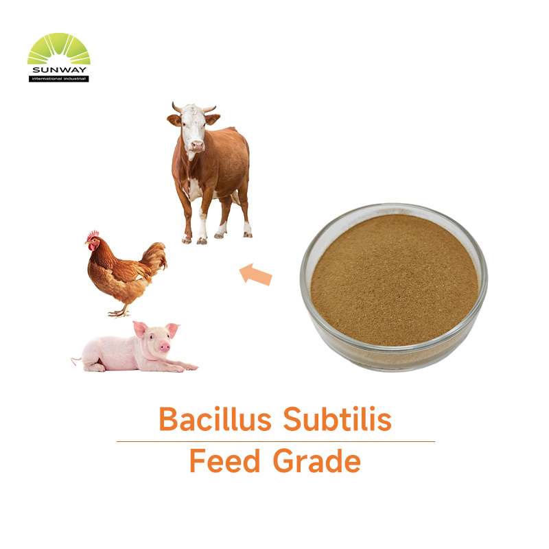 تغذية الصف كلوستريديوم بوتيريكوم بروبيوتيك لطبقة دجاج اللاحم الدواجن خنزير الماشية الألبان الأسماك الروبيان تغذية الحيوانات الأليفة